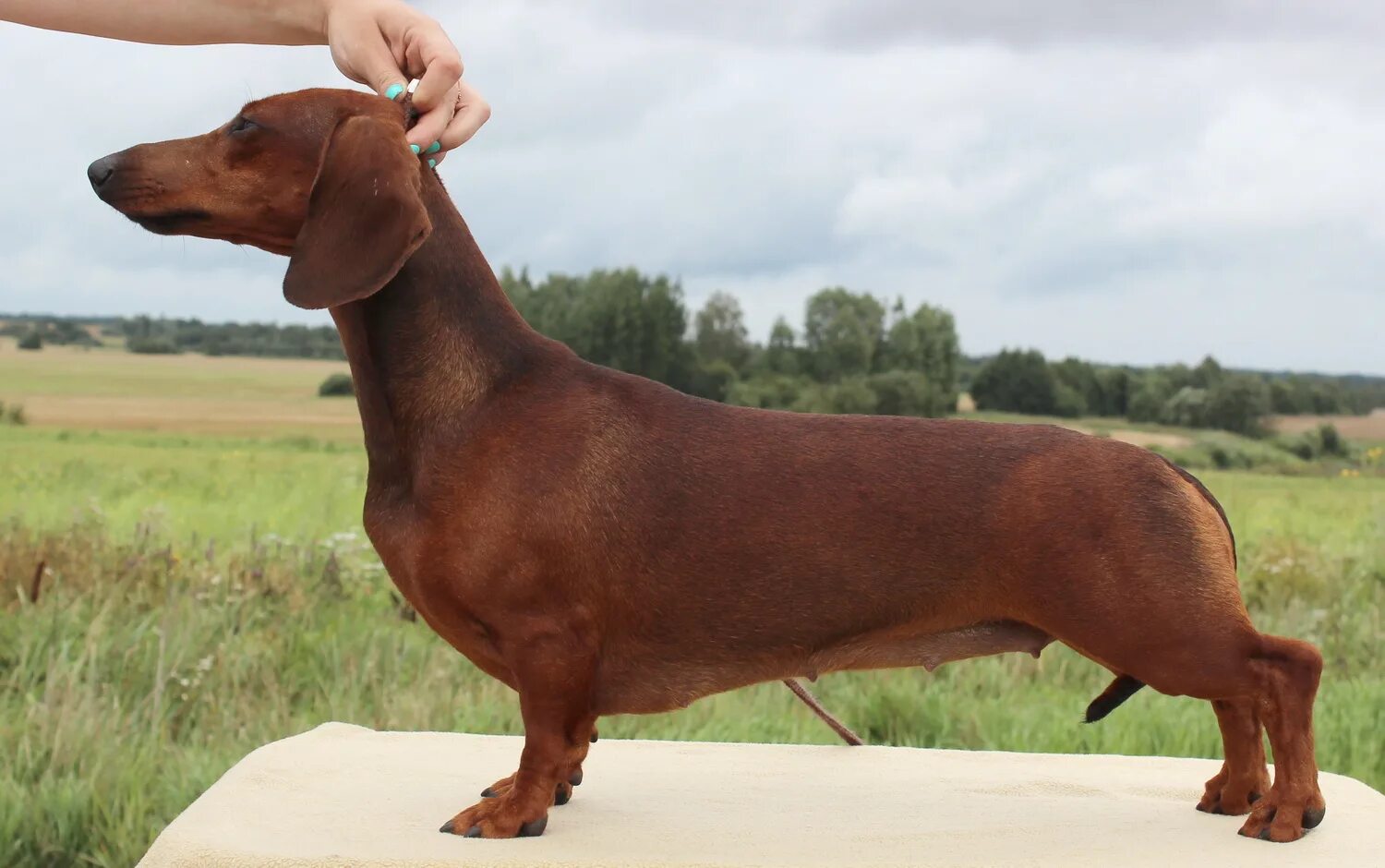 Такса ркф. Такса стандартная. Ркф таксы. Кроличья такса. Такса гладкошерстная стандартная черная.