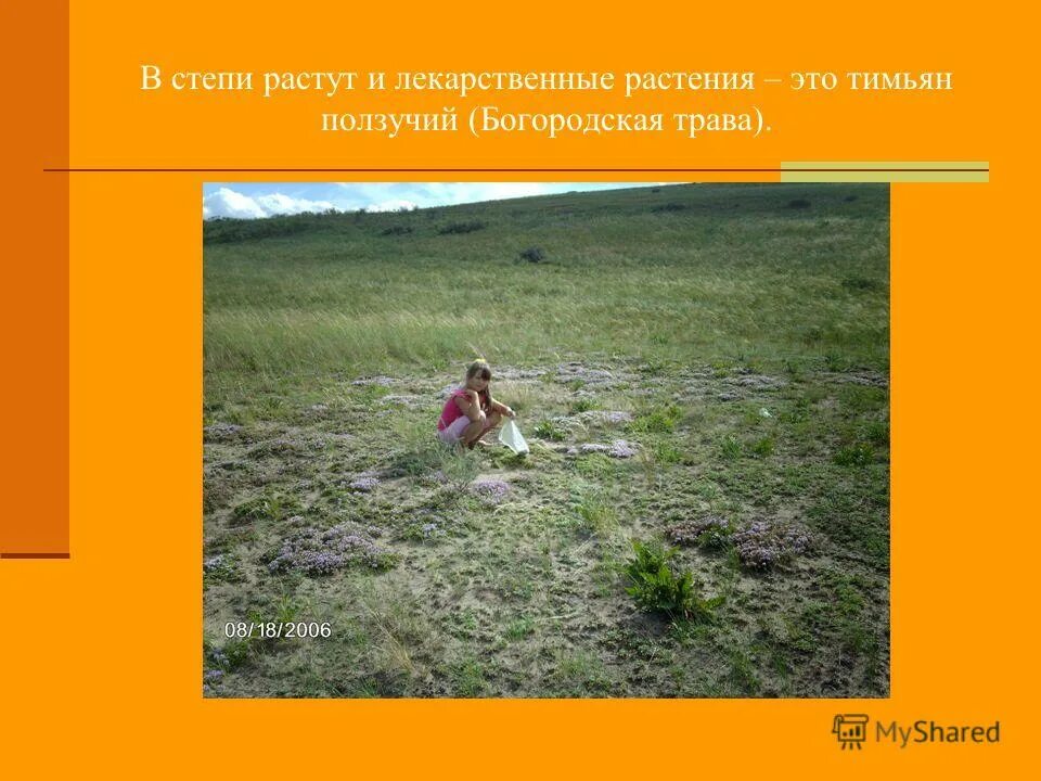 Климат в степи для растений кратко. Убсунурская котловина ковыль. Почему тис не растет в степи. Растут деревья в степной зоне. Деревья в степи названия.