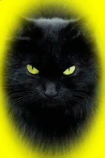 Кот с черным поясом