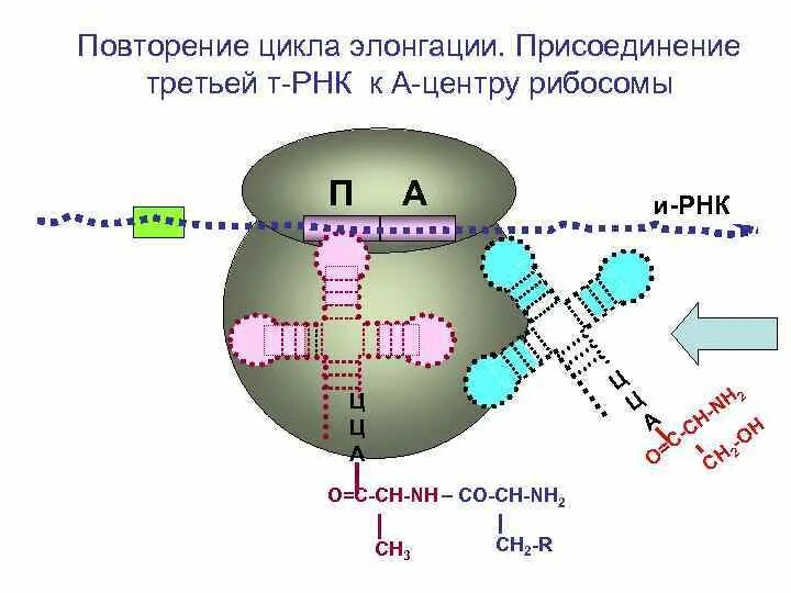 Элонгационный цикл рибосомы. Присоединение ТРНК К РНК. Функционально активные центры рибосом. Функциональные рибосомы.