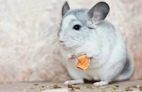 Завести шиншиллу