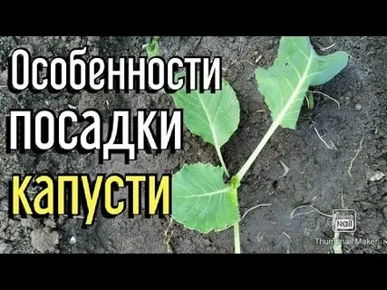 Выращивание капусты особенности