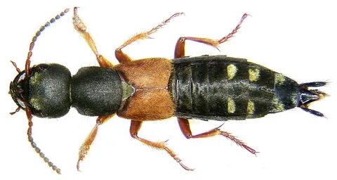 Staphylinus erythropterus Linné, 1758 (3182024007).jpg. 