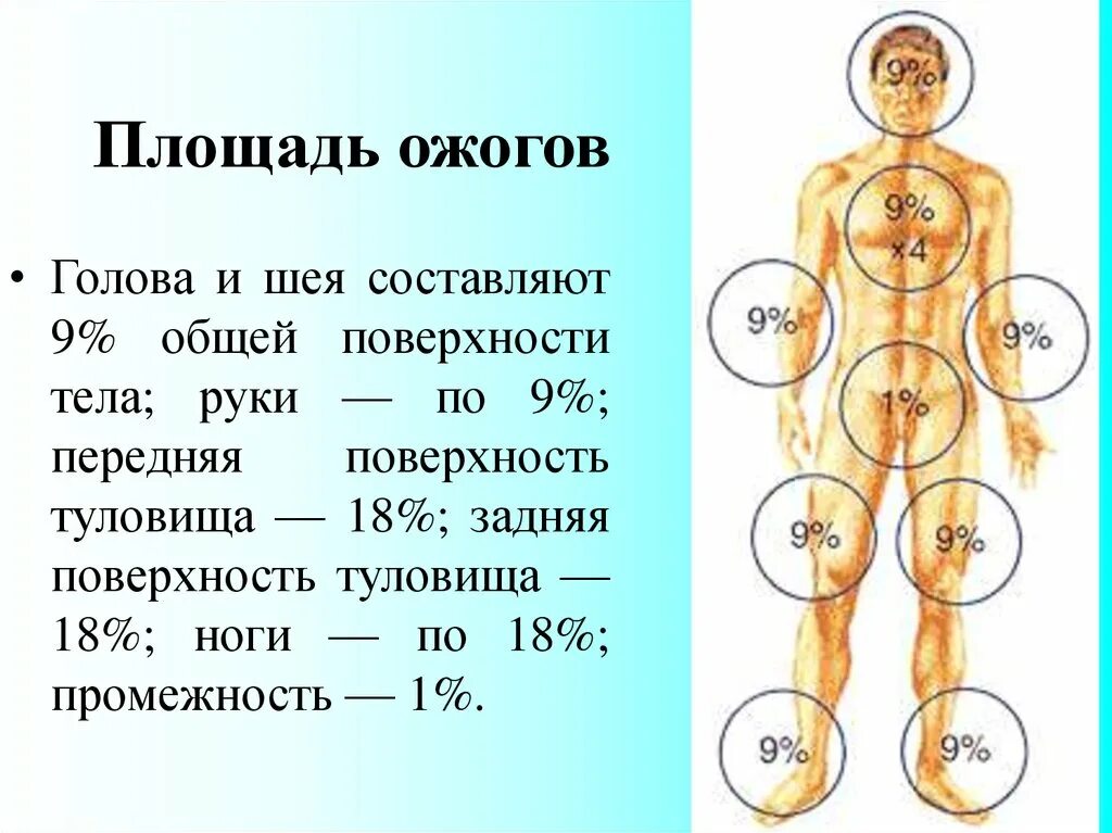 Пл тела. Площадь ожоговой поверхности. Площадь ожога передней поверхности туловища.