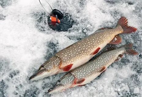 Winter pike