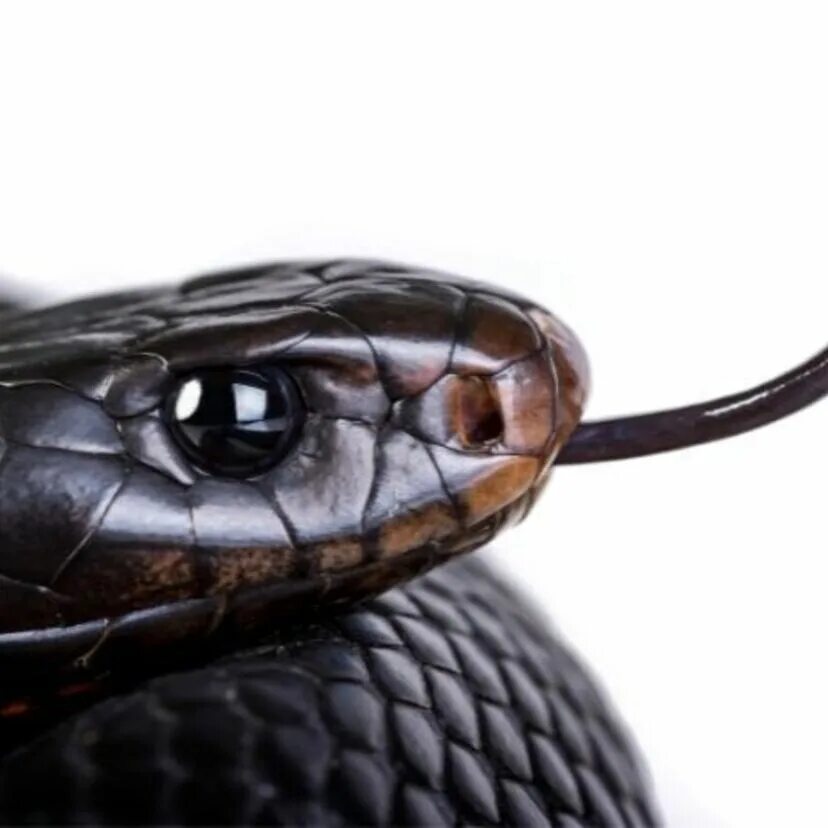 Змея черный камень. Блейк Снейк чёрная змея. Чёрная мамба змея. Толстая черная змея. Красивые черные змеи.