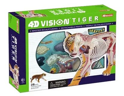 4d master