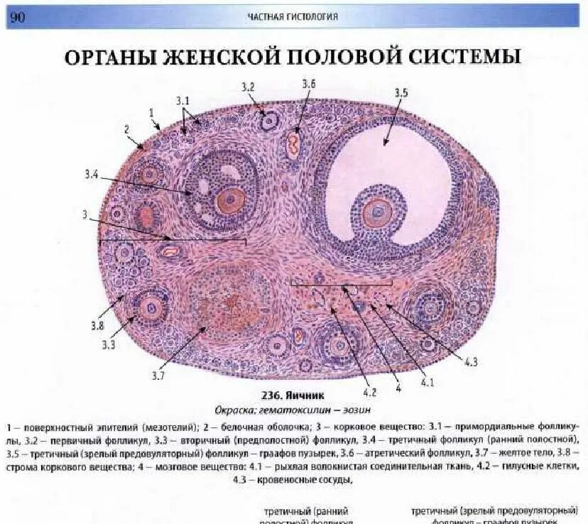 Структуры яичника гистология. Поперечный срез яичника гистология. Строение яичника гистология препарат. Гистологическое строение яичника. Развитие органов женской половой системы