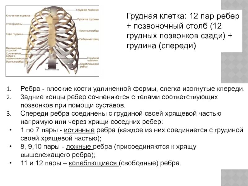 Грудная клетка. Соединение грудной клетки с позвоночником. Ребра Грудина позвонки.