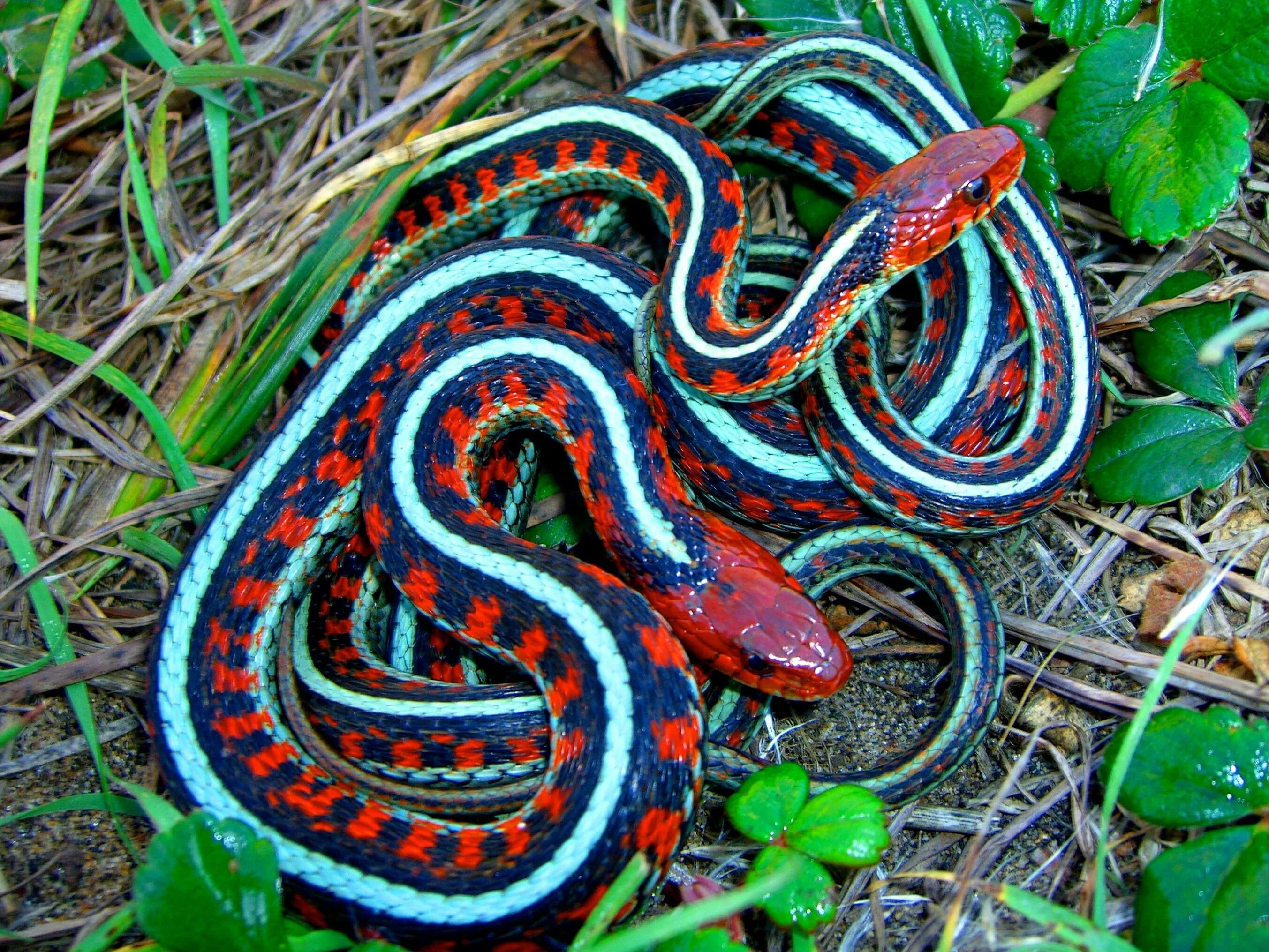 Калифорнийскаяподвязочная змеяъ. Змея огневка Сибирская. Калифорнийская Краснобокая подвязочная змея. Подвязочная змея (Thamnophis sirtalis).