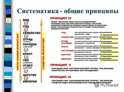 Туя систематическая группа