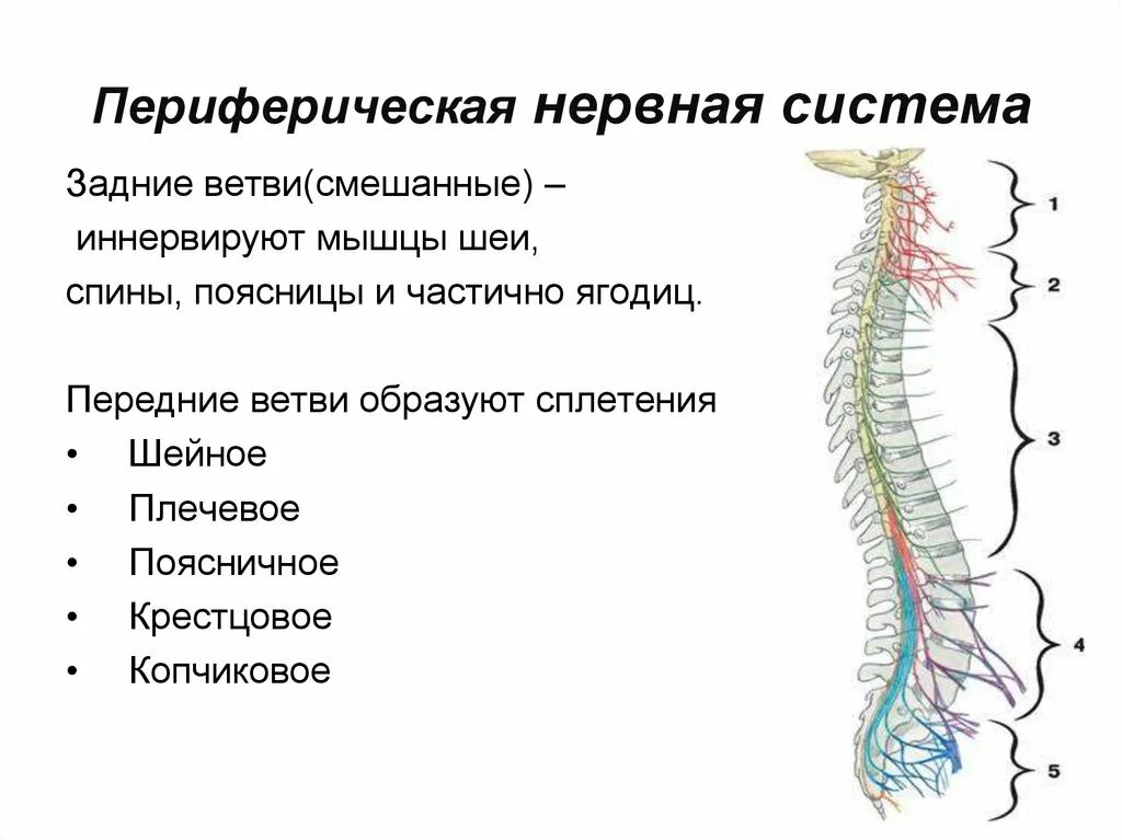 Функции периферического отдела нервной системы. Строение периферической нервной системы ее отделы и функции. периферическая часть нервной системы образована. периферическая нервная система анатомия. периферическая нс строение.