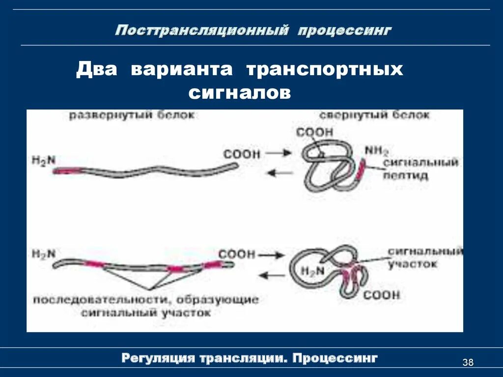 Процессинг белка (посттрансляционная модификация. Посттрансляционные процесениг. Котрансляционный проуессинг. Посттрансляционная модификация белков схема.