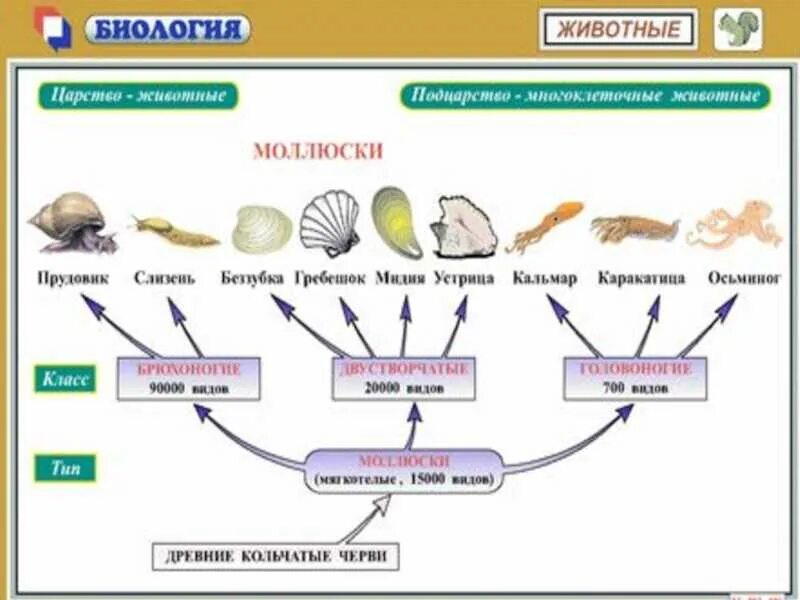 Тест размножение и развитие организмов 10 класс. Эволюция системы размножения у животных. Размножение и развитие животных таблица. Эволюция размножения позвоночных животных. Органы размножения животных таблица.