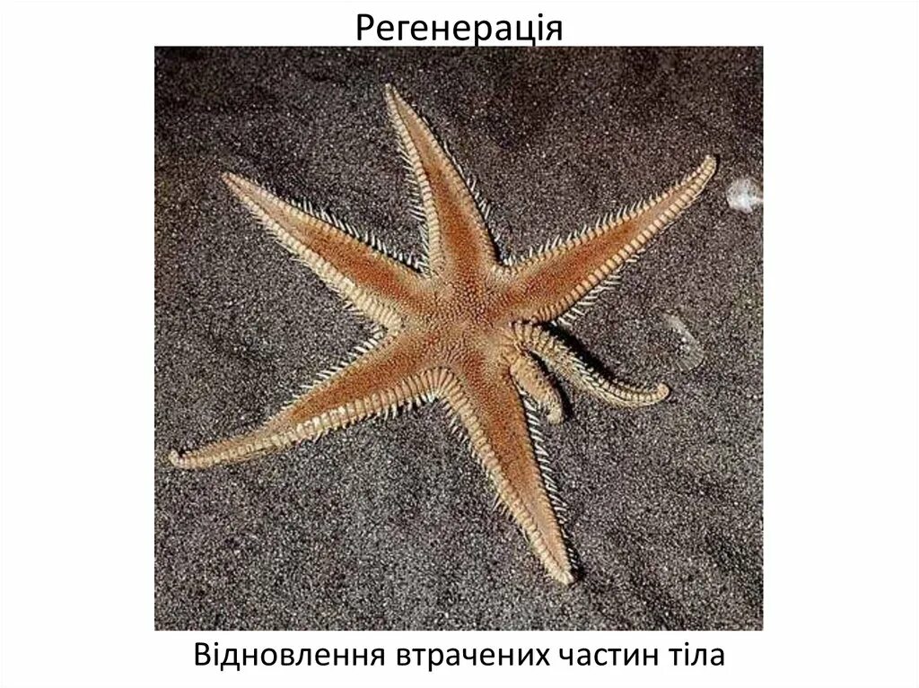 Морская звезда половое размножение