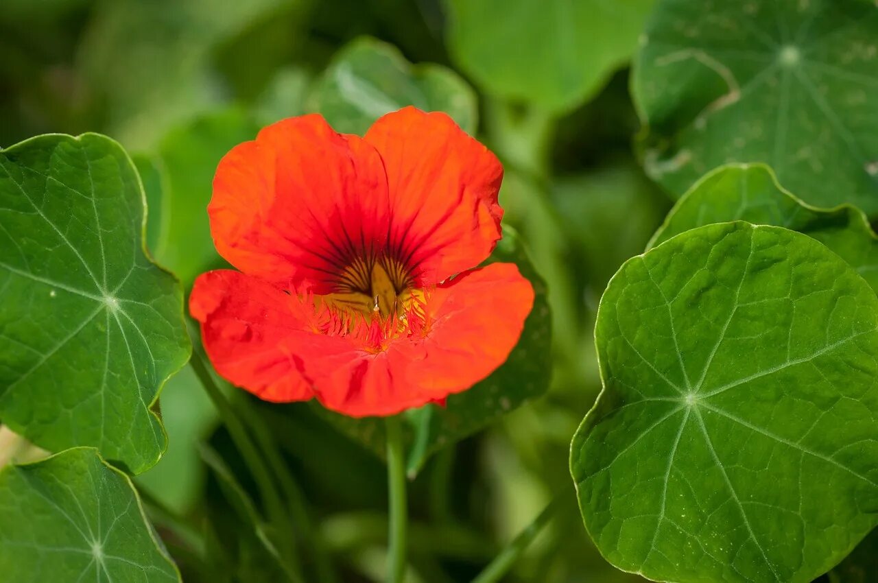 Настурция цветение. Настурция капуцин. кресс настурция. настурция (nasturtium). настурция малютка.