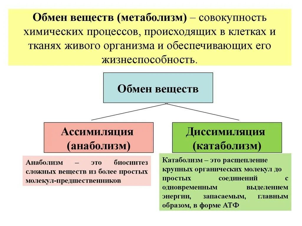 Обмен веществ в организме кратко. Что называется обменом веществ. Характеристика процесса обмена веществ кратко. Обмен веществ метаболизм. Какие процессы происходят на уровне