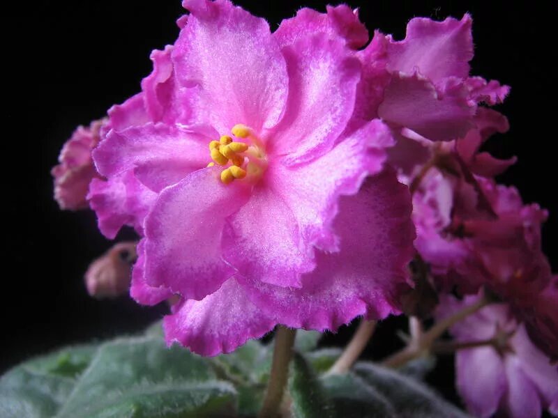 розовые сорта фиалок