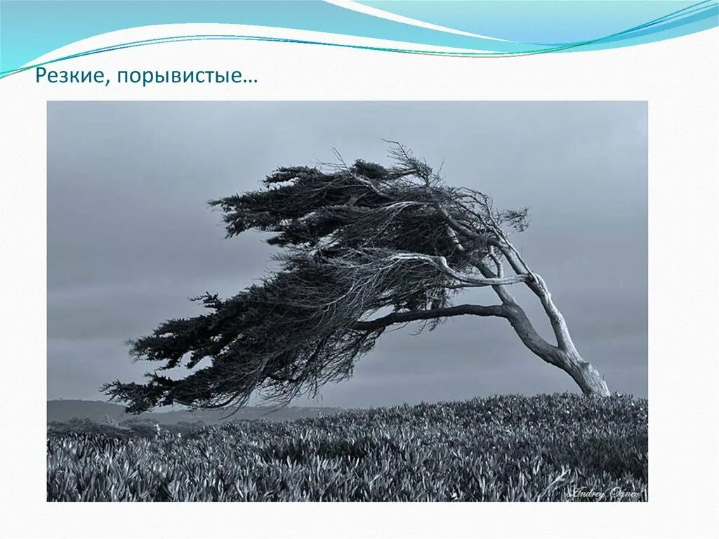 Дерево на ветру. Деревья гнутся от ветра. Сильный ветер деревья. Дерево от ветра.