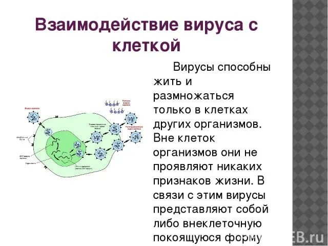 Вирусы способны размножаться только в живых клетках. Схема взаимодействия вируса с клеткой. Взаимодействие вируса с клеткой. Вирусы вне клеток других организмов. Размножается в клетках других организмов.