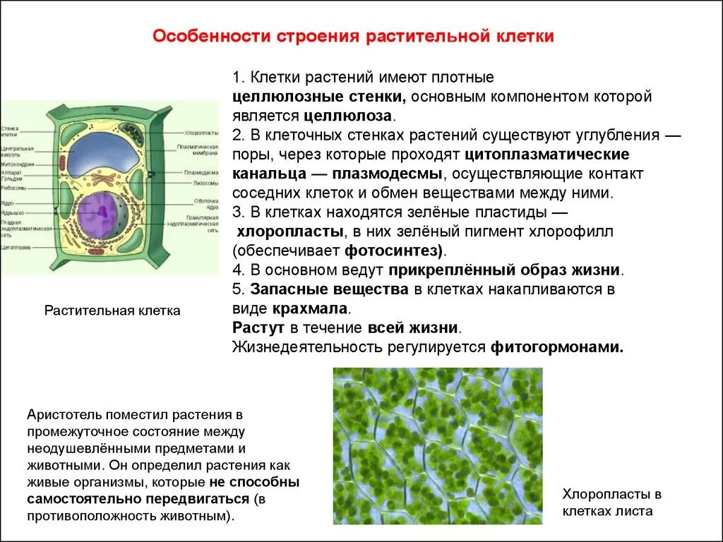 Растительная клетка утверждения. Растительная клетка особенности строения клетки. Оболочка растительной клетки особенности строения функции. Особенности строения оболочки растительной клетки. Строение эукариотической клетки клетки растения.