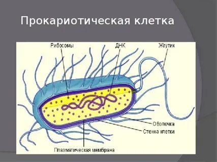 Группы прокариотических клеток