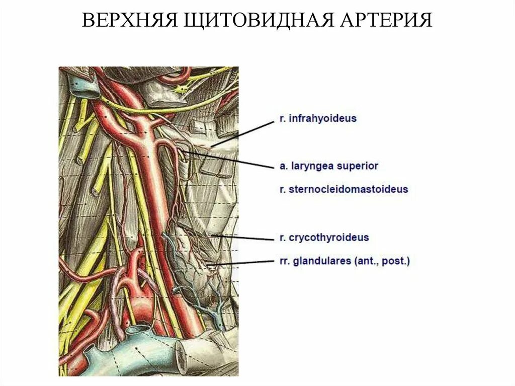 Верхняя щитовидная артерия кровоснабжает. Ветви верхней щитовидной артерии. Ветви верхней щитовидной артерии анатомия. A. thyroidea Superior верхняя щитовидная артерия.