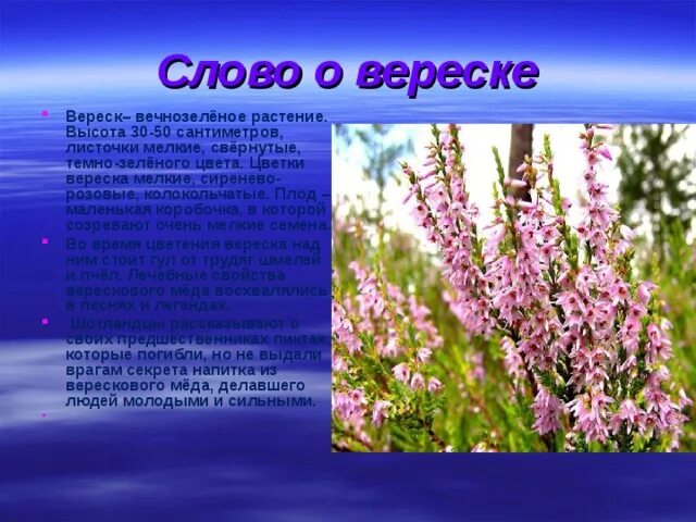 Вереск меню. Вереск описание растения. верес растение описание. вереск высота. вереск стихи.