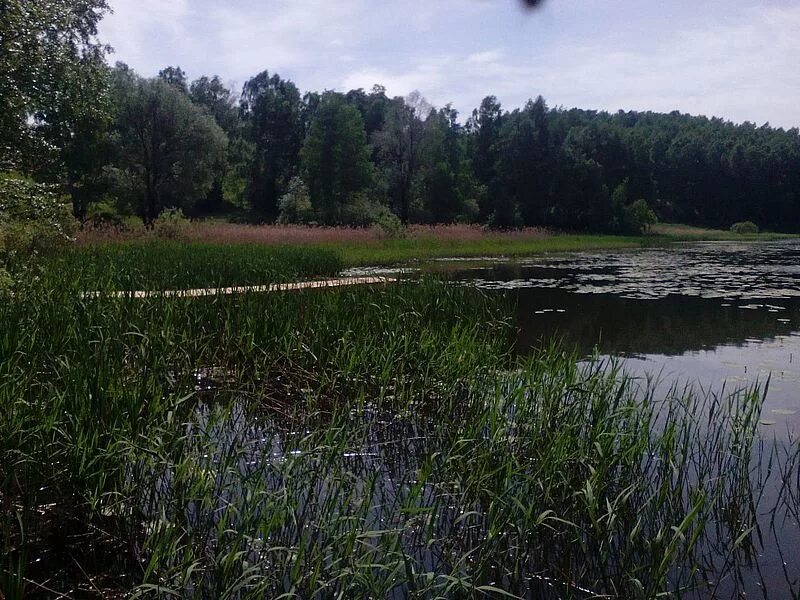 Балта мошковский район. Ояш (река). Озеро Кайлы Новосибирская область. Поселок Бор Болотнинский район Новосибирская область. Пруд Вознесенский Мошковский район.