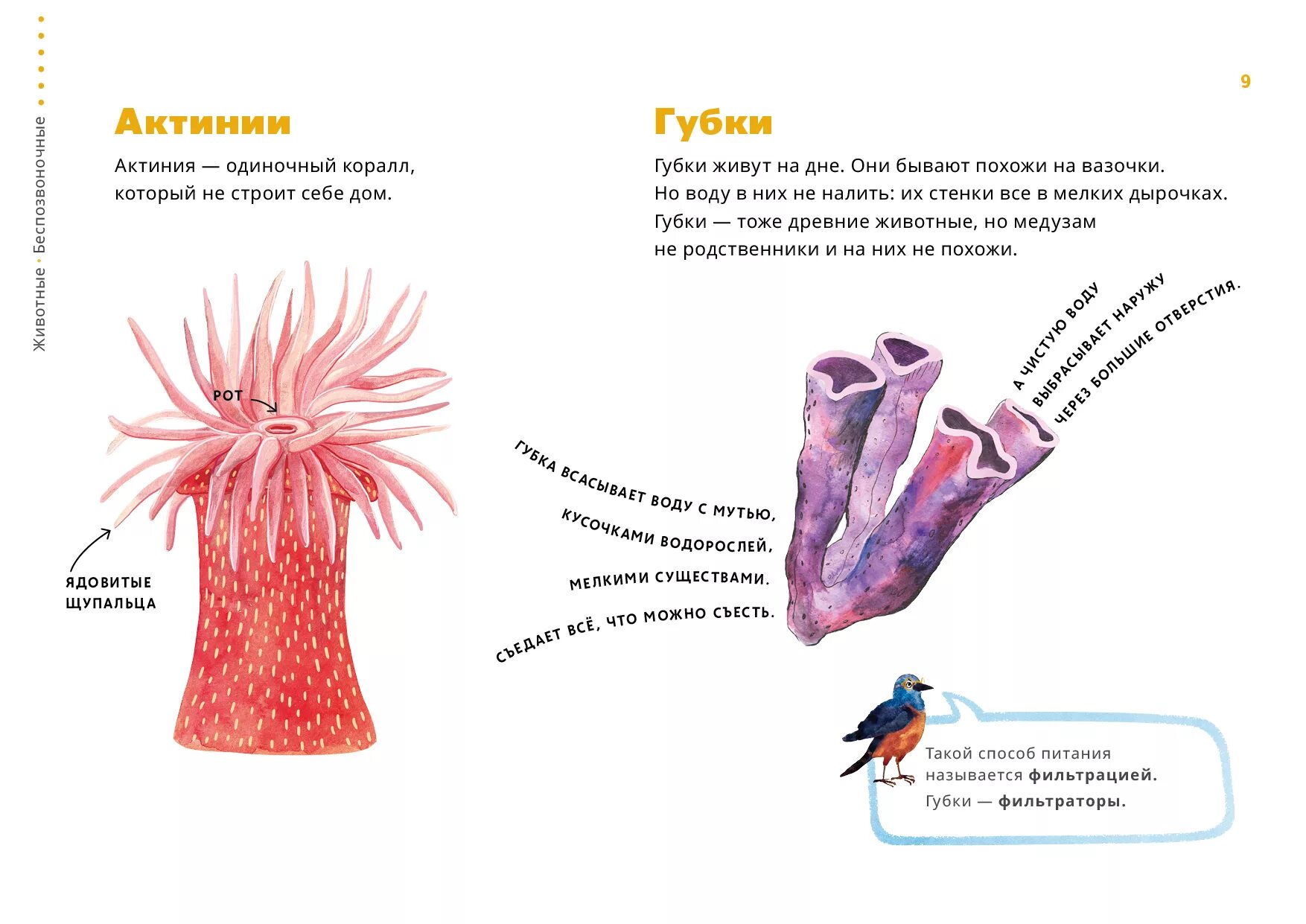 Части тела медузы и актинии. Строение актинии рисунок. Актиния размножение схема. Как называются части тела медузы и актинии.