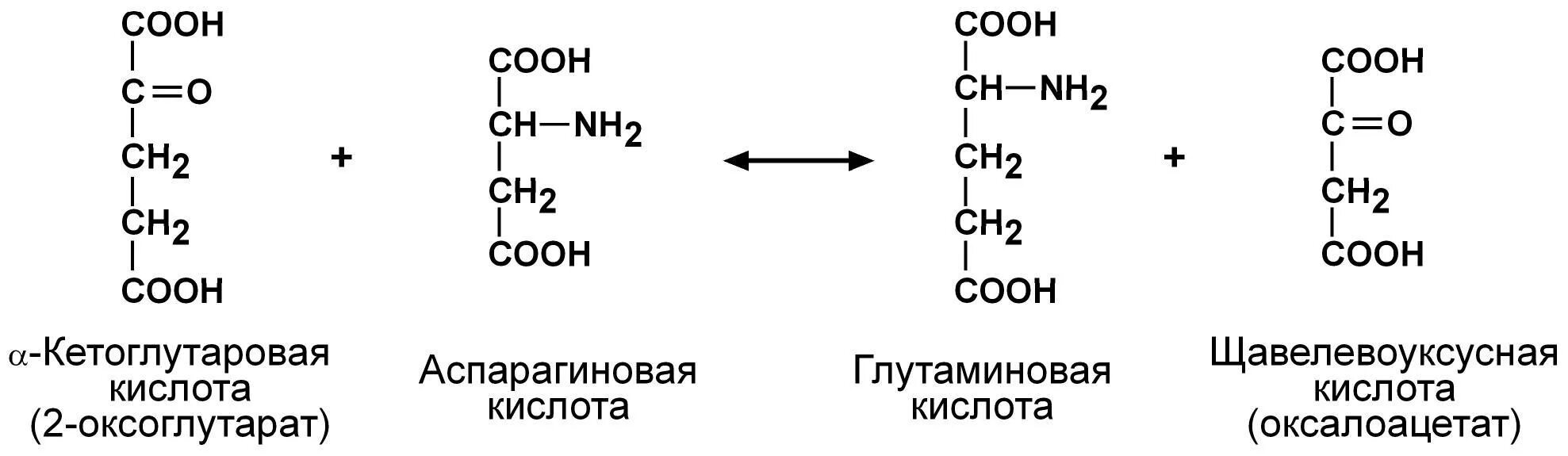 Альфа кетоглутаровая кислота реакции. Аспарагиновая кислота и Альфа кетоглутарат. Реакции переаминирования аспартат. Оксалоацетат Синтез аспарагиновой кислоты. Альфа кислота формула