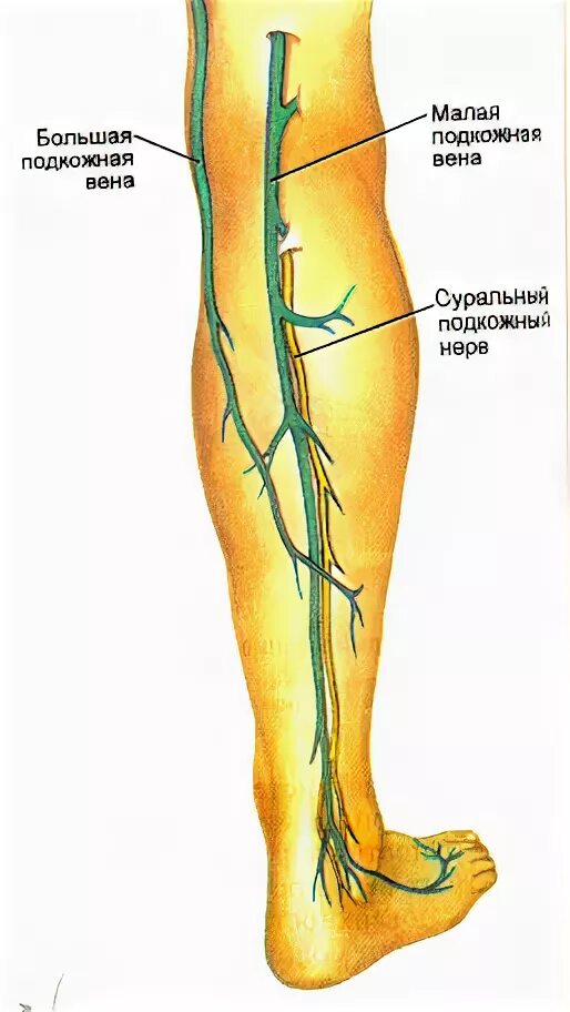 Суральные вены голени анатомия. Медиальная сурраьная Вена. Перфорантные вены голени анатомия.