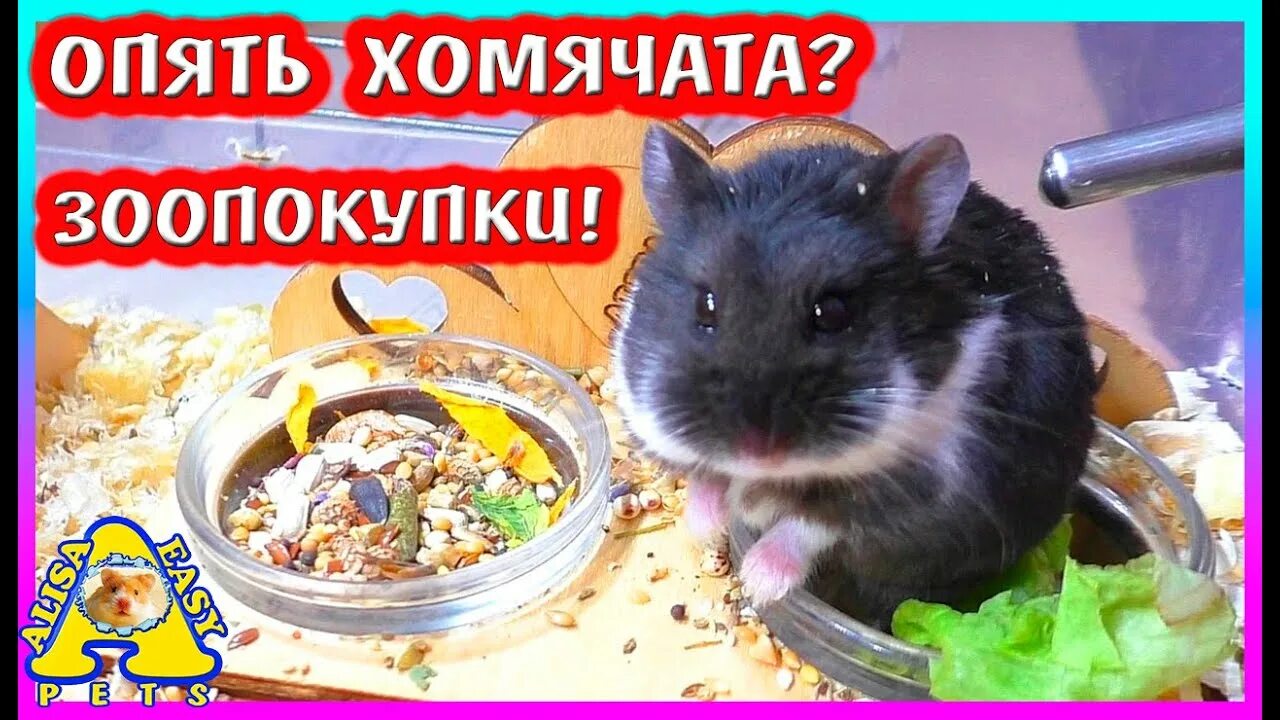 Изи петс. Хомяк пепси. Alisa easy Pets фото. Алиса ИЗИ петс память о хомяке Изюмке. Корм Алиса easy Pets состав.