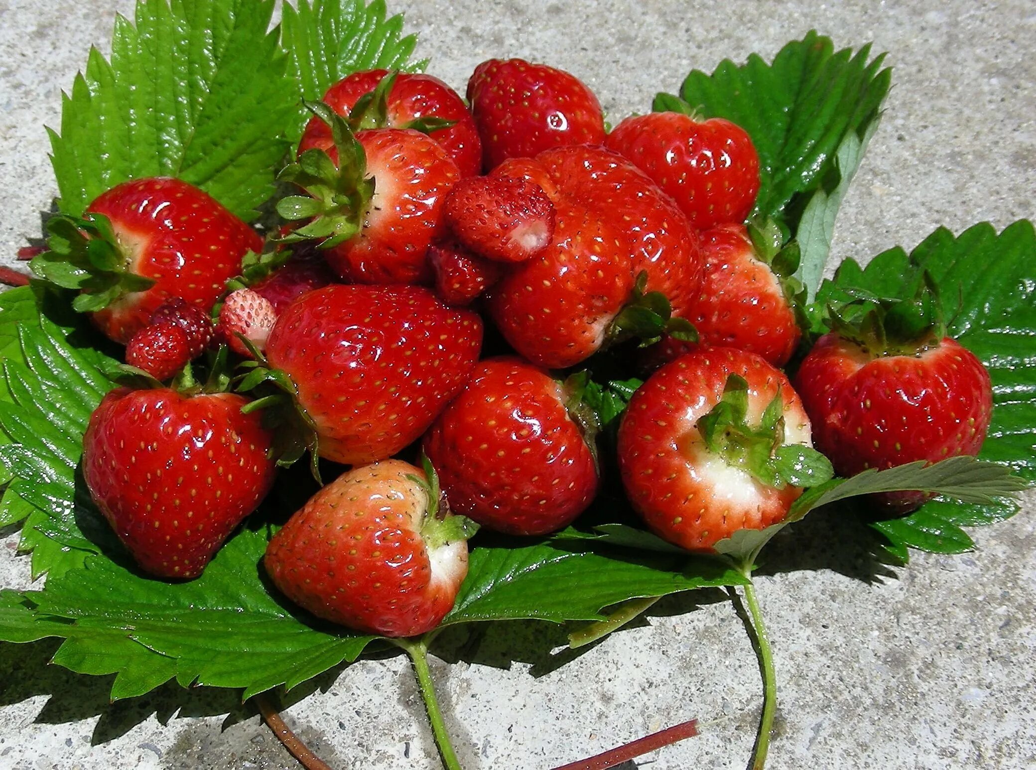 Земляника Шпанка. Земляника мускусная Шпанка. Fragaria moschata. Клубника. Клубника ягодка