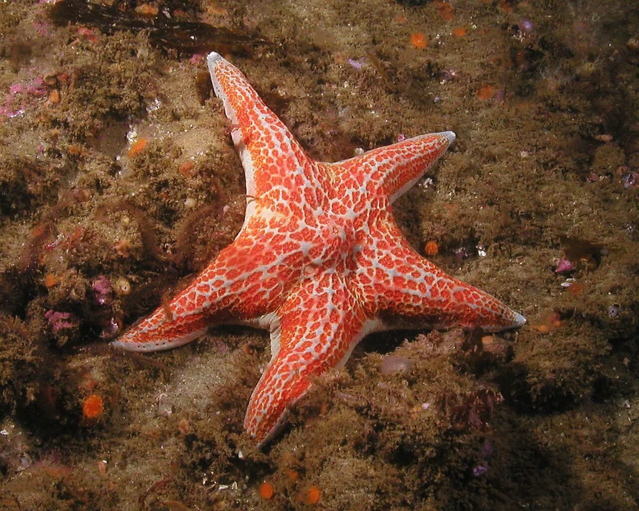 Алая морская звезда фото. Звезда нардоя морская. spinulosida. морская звезда звезда брисингов. красная морская звезда, белиз.