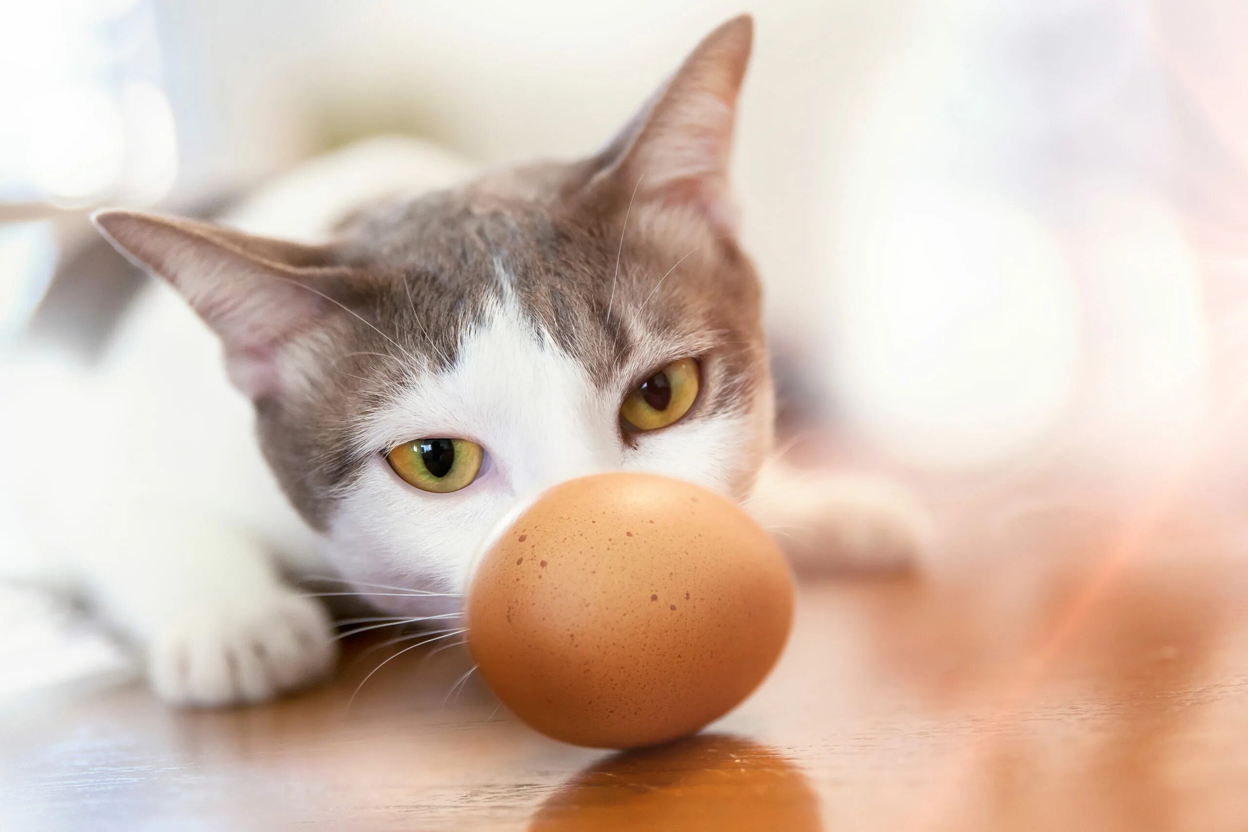 Кошка и сыр. Яйцо из кота. Кошка ест сырое яйцо.