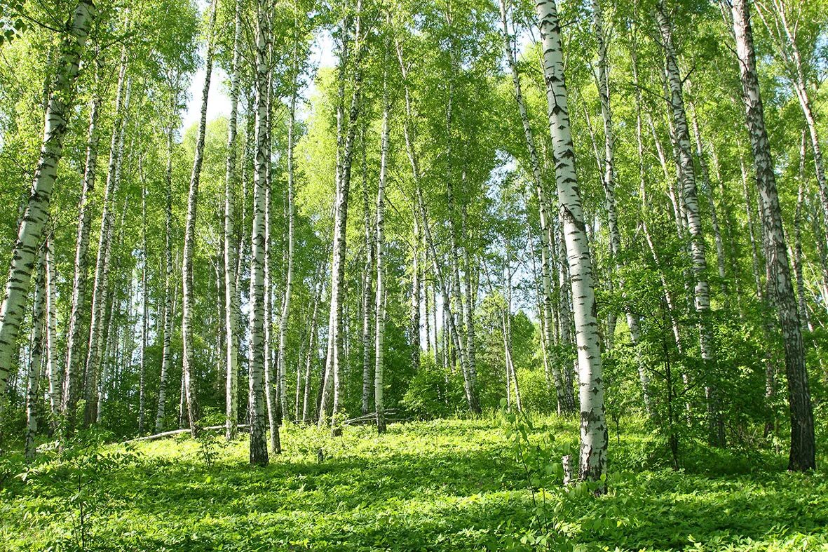 Березовый лес роща. Березняк, березовая роща. березовые рощи урала. природа березы.
