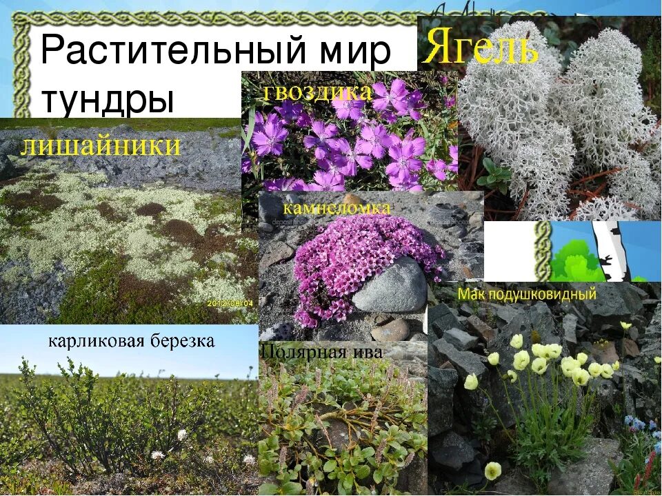 Растительный мир тундры. Растения тундры. Зона тундры растительный мир. Тундра растительность с названиями. Растения в тундре имеют