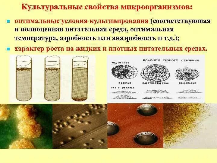 Какие микроорганизмы не культивируют на питательных средах. Какие микроорганизмы не культивируют на питательных средах. Питательные среды. Питательная среда для бактерий. Синтетические питательные среды.