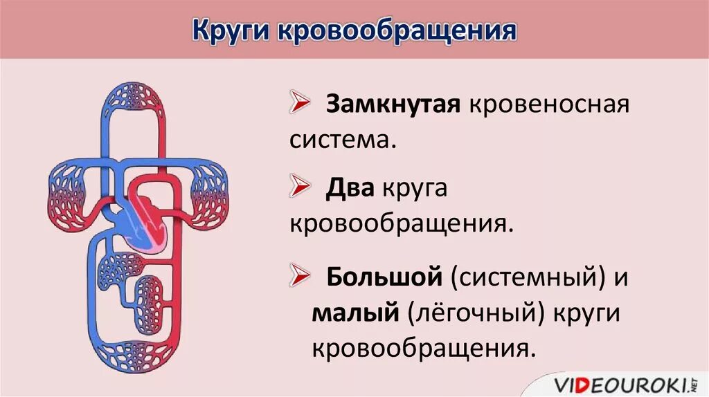 Малый круг кровообращения 8 класс биология. Малый круг кровообращения 8 класс. Круги кровообращения презентация 8 класс биология таблица. Малый круг кровообращения биология 9 класс. Легочный круг заканчивается