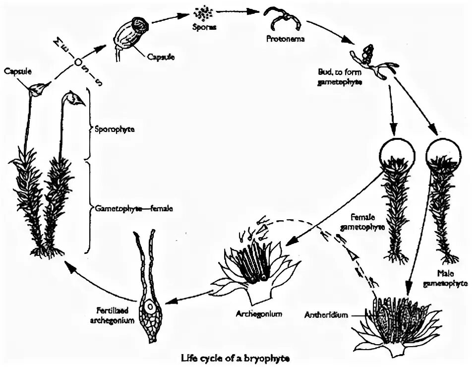 Мох сфагнум стадии жизненного цикла. Жизненный цикл мха Кукушкин лен. Кукушкин лен жизненный цикл схема. Размножение мха Кукушкин лен цикл развития. Жизненный цикл мха Кукушкин лен схема.