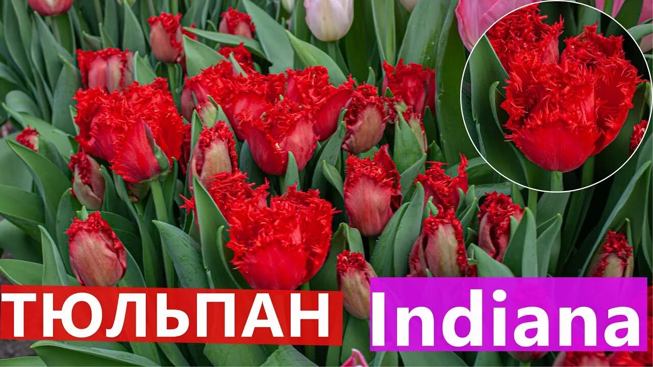 Тюльпан бахромчатый индиана. Тюльпан индиана. Тюльпан бахромчатый индиана. Тюльпан флеминг спрингрин. Тюльпан индиана.