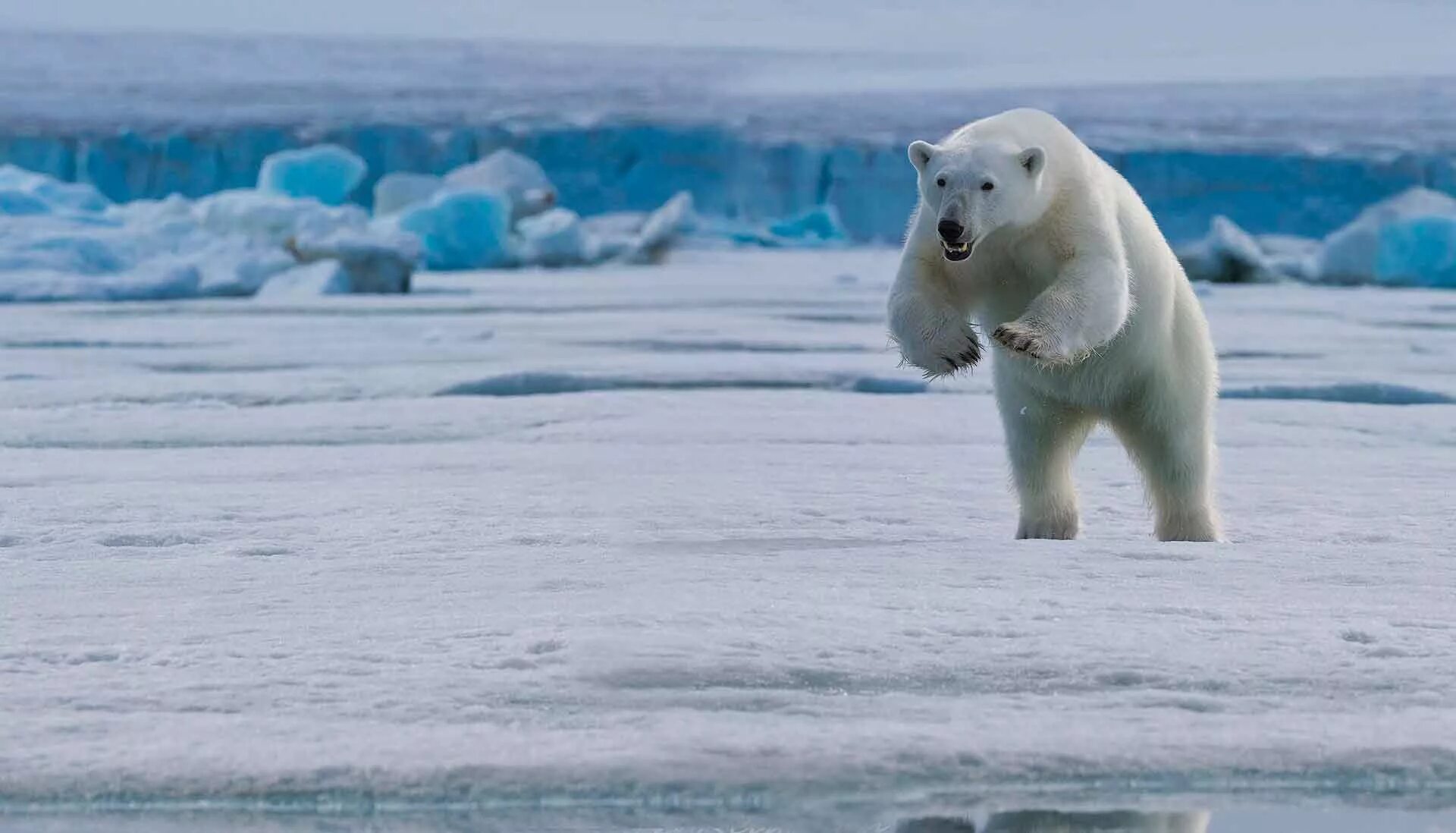 Шпицберген белые медведи. Белый медведь (Лаптевская популяция). Северный медведь. Белый медведь бежит. Максимальная скорость белого медведя