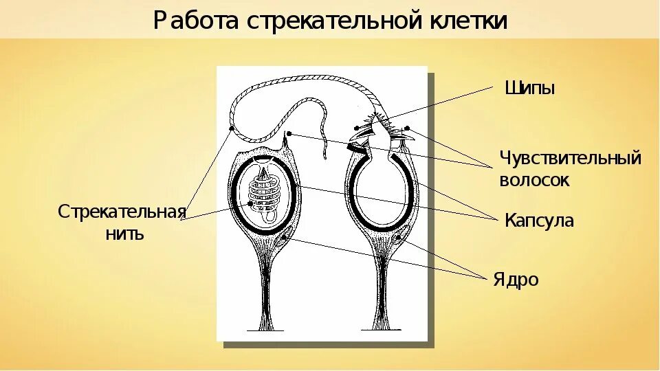 Стрекательные клетки находятся у гидры в. Стрекательные клетки гидры. Гидра биология стрекательные клетки. Строение стрекательной клетки. Строение стрекательной нити.