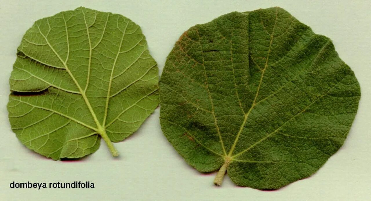 Округлый лист. Круглые листья. Фото листочка округлой формы. Как выглядит круглый лист. Имеет округлые листья