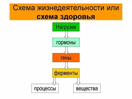 Схема жизнедеятельности