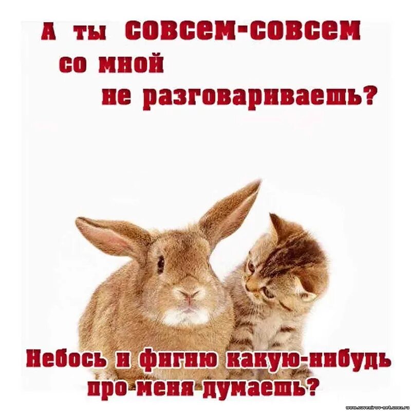 Сегодня будем поговорить. Давай помиримся. Ты со мной не разговариваешь. Давай мириться. Смешные цитаты.