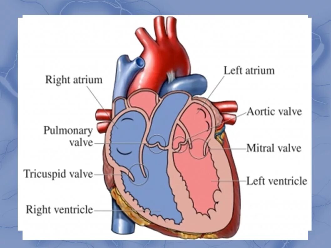 В правый желудочек сердца человека поступает. Клапаны сердца правый предсердно желудочковый клапан. Предсердно желудочковый клапан анатомия. Сердце человека желудочки и предсердия. Сердце анатомия желудочки и предсердия.