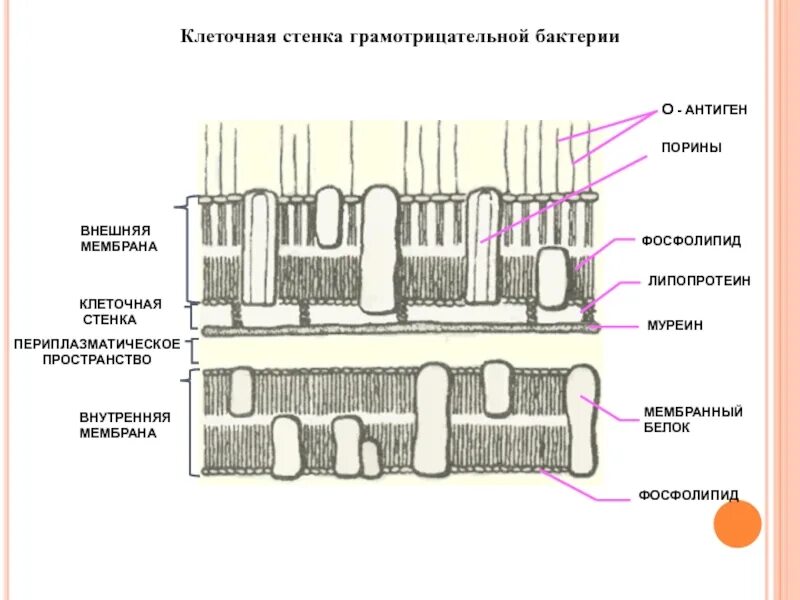 Наружная клеточная стенка. Наружная мембрана грамотрицательных бактерий. строение мембраны грамотрицательных бактерий. периплазматическое пространство грамотрицательных бактерий. клеточная стенка грамотрицательных бактерий.
