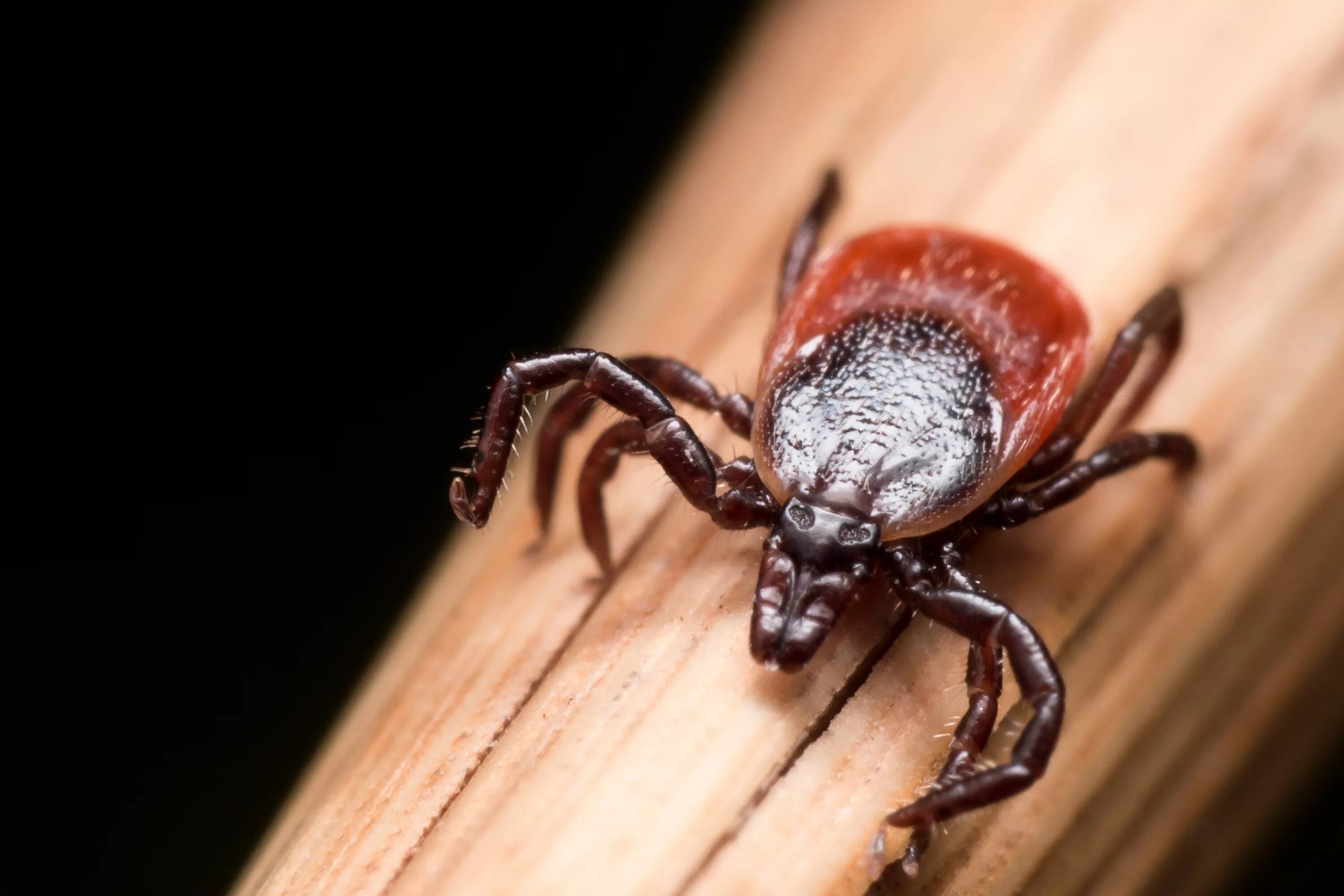 Ixodes vespertilionis. Ixodes persulcatus. Черноногий клещ.